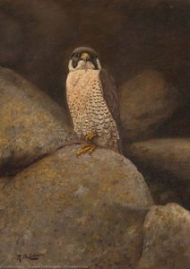 Peregrine Falcon — Reginald Badham Lodge