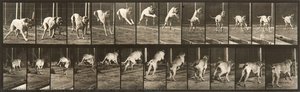 Animal Locomotion, Plate 712 — Eadweard J Muybridge, Other