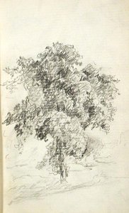 Tree 6 — John Ottis Adams