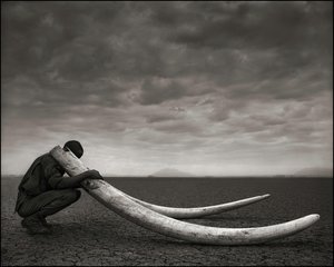 Ranger with Tusks of Killed Elephant, Amboseli