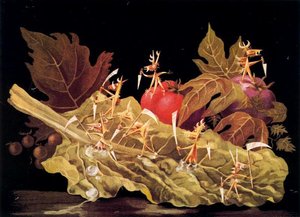 Amoebiasis — Remedios Varo