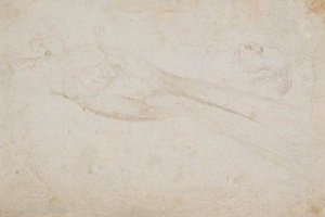 Male Bird Of Paradise And The Head Of A Middle-aged Man In Profile To The Left — Hans Baldung