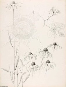 Untitled (spiderweb And Daisies) — George Elbert Burr