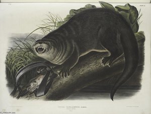 Lutra Canadensis, Canada Otter. Natural Size. Male — John James Audubon