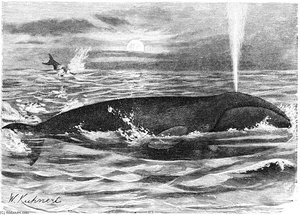 Bowhead — Friedrich Wilhelm Kuhnert