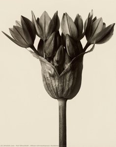 Allium ostrowskianum, Knoblauchpflanze