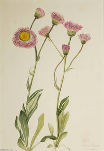Meadow Fleabane (erigeron Speciosus) — Mary Vaux Walcott