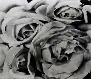 Photography Tina Modotti, Roses — Archivo El Sol De Mexico, Contemporary Realism