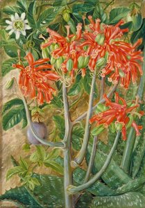Aloe Y Pasionaria, Sudáfrica — Marianne North, Botánico Prerrafaelita