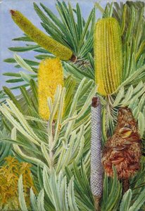 A West Australian Banksia — Marianne North, Victorian Naturalism