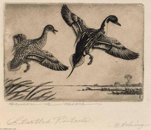 Startled Pintails — Benson B Moore
