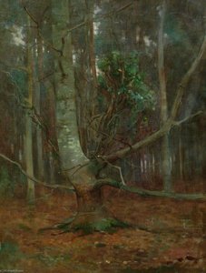 Study of a Beech
