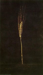Espiga de trigo