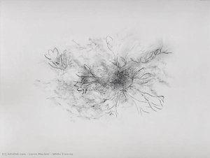 White Freesia — Loren Maciver