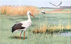 White Stork — Friedrich Wilhelm Kuhnert