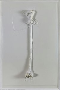 Carnation with Root