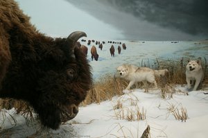 Bison & Wolf Diorama — Martin A. Lipman