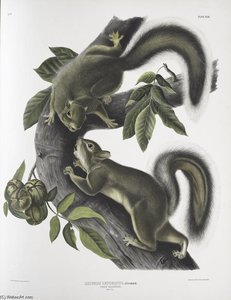 Sciurus Leporinus, Hare Squirrel. Natural Size — John James Audubon, Scientific Illustration