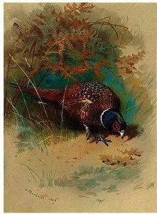 A Cock Pheasant Feeding — Archibald Thorburn