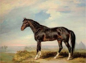 A Dongola Stallion From Nubia — James Ward