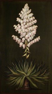 Adam's Needle Or Yucca, About Half Natural Size — Marijana Nort, Victorian Botanical Illustration
