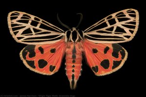 Virgin Tiger Moth, Grammia Virgo — James Harrison