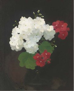 Still Life Of Geraniums