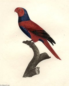 Eos Squamata Riciniata — Jacques Barraband