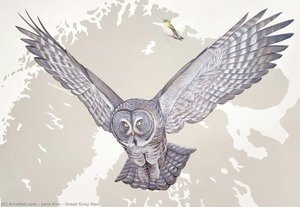Great Gray Owl — Jane Kim