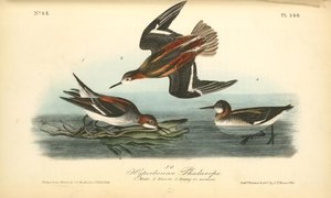 Hyperborean Phalarope. 1. Male. 2. Female. 3. Young In Autumn — John James Audubon