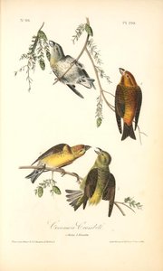 Common Crossbill. 1. Males. 2. Females. — John James Audubon