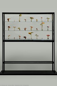 Doppelpilzvitrine (24 Doppelpilze) — Carsten Höller
