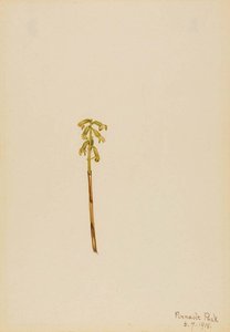Corathorhiza Corallorhiza — Mary Vaux Walcott