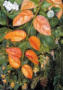Flowers Of Sarawak, Borneo — Marianne North, Botanical Realism