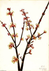 Red Maple (acer Rubrum) — Mary Vaux Walcott