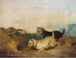 Terriers Rabbiting — Paul Jones