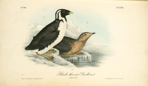 Black-throated Guillemot. 1. Adult. 2. Young — John James Audubon