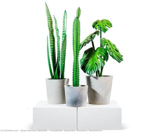 Transplants (euphorbia, Monstera, Sansevieria) — Abdul-rahman Abdullah