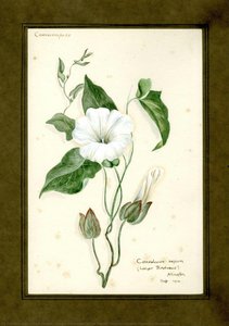 Larger Bindweed Of The Family Convolvulaceae (convolvulus Sepium) — Clara Peeters