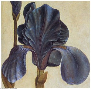 Troiana Iris (detail) — Albrecht Dürer