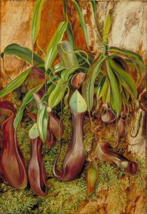 Una Planta Jarra De Borneo, Sarawak, Borneo — Marianne North, Romanticismo Botánico