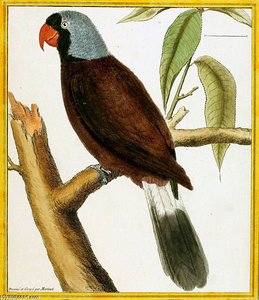 Mascarinus — Francois Nicolas Martinet
