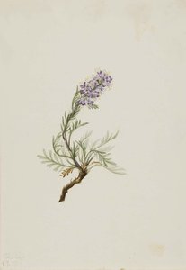 Gray Phacelia (phacelia Sericea) — Mary Vaux Walcott