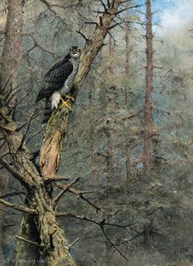 A goshawk