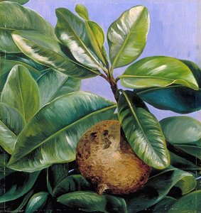 Follaje Y Fruto Del Mammee O Albaricoque Sudamericano — Marianne North