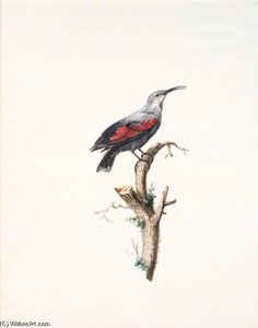 Promerops Sp. — Jacques Barraband
