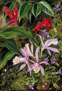 Wild Flowers Of Darjeeling, India — Marianne North, Victorian Naturalism
