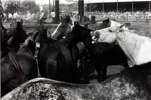 Boonville (horses) — Alvin Lieberman