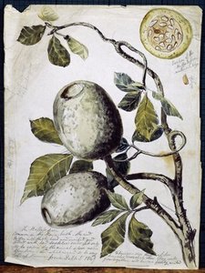 Branch Of Buffalo Pear Tree — Thomas Baines