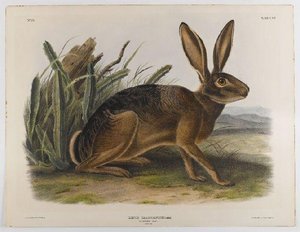 California Hare — John James Audubon, Scientific Illustration